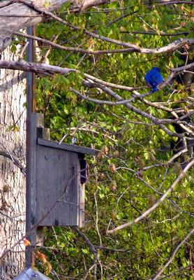 Songbird Nest Box