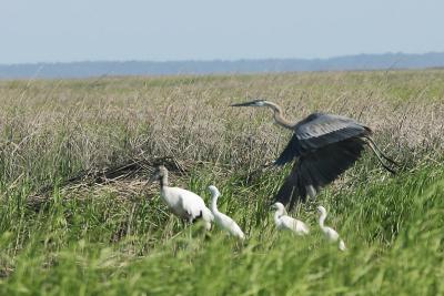 2479 wood storks and herons.jpg