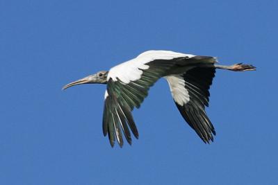 2481 flying wood stork.jpg