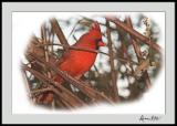 cardinal.jpg