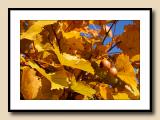 Fall Grapevines