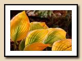 Fall Hostas