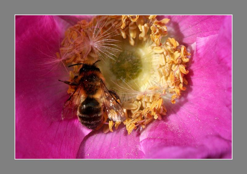 Abeille se vautrant dans le pollen