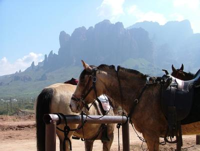 Horses for tourist rides, at the Goldfield Mine and ghost town