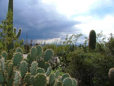 Desert vegetation in the Superstitions