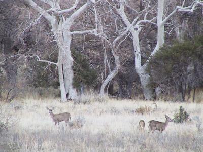 Arizona Mountain Whitetail Deer, near the entrance to Chiricahua National Monument
