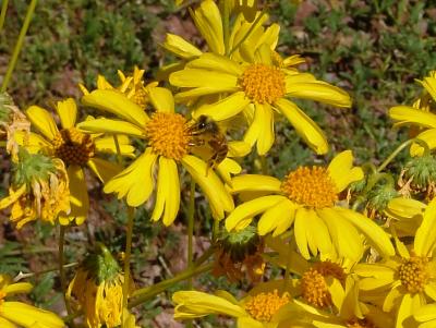 Near masses of Brittlebush in bloom the air hummed...