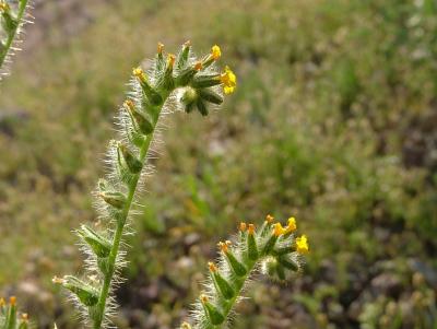 These flowers are called Fiddlenecks