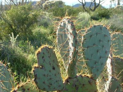 Prickly Pear pads are nibbled by intrepid spine-climbing packrats