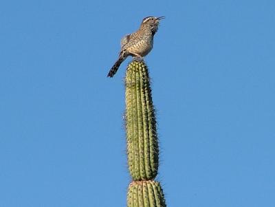 A Cactus Wren sings from the top of an Organ Pipe Cactus