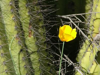 A poppy near a Saguaro cactus