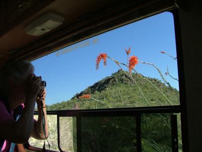 Ethel photographs Ocotillo blooms