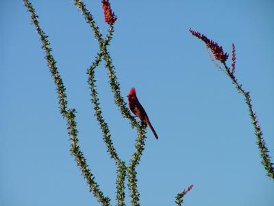 This Cardinal was like another Ocotillo bloom