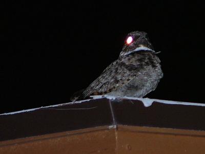 A Nightjar rests between insect-hunting forays