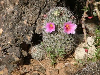 The tiny Pincushion Cactuses were coming into bloom