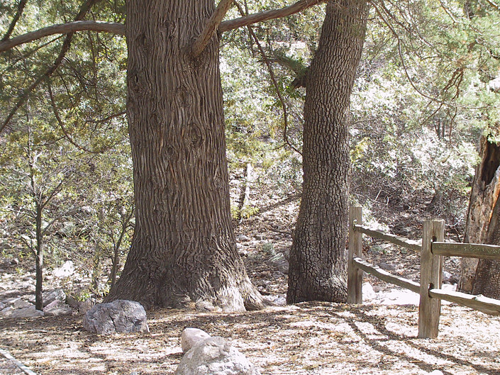 On the left, the Arizona Cypress, on the right the Alligator Juniper