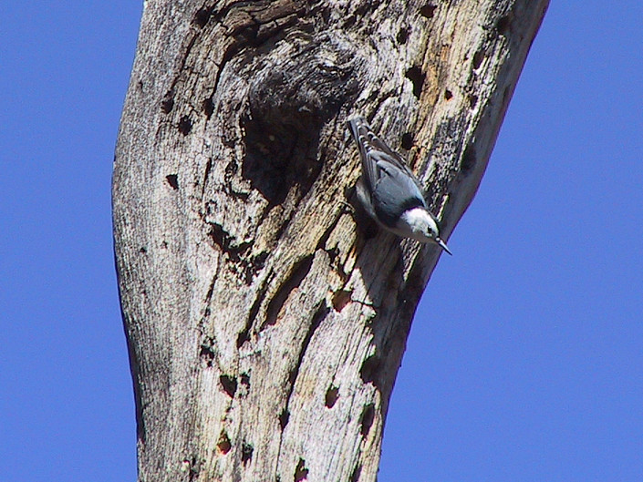 A Nuthatch