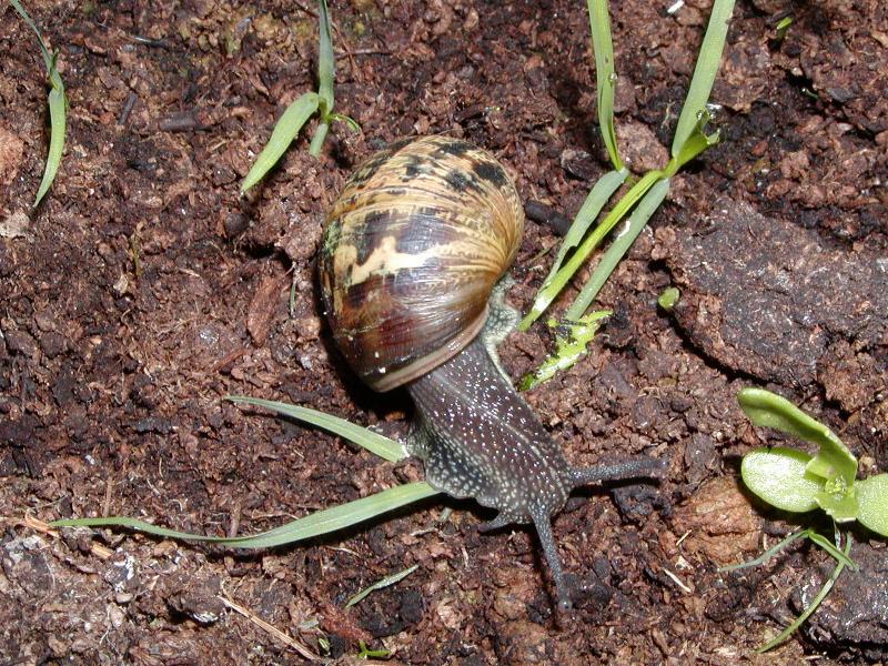 snail by flash - framing helped by Petzl Light.