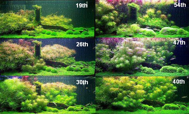history - 8 weeks growing