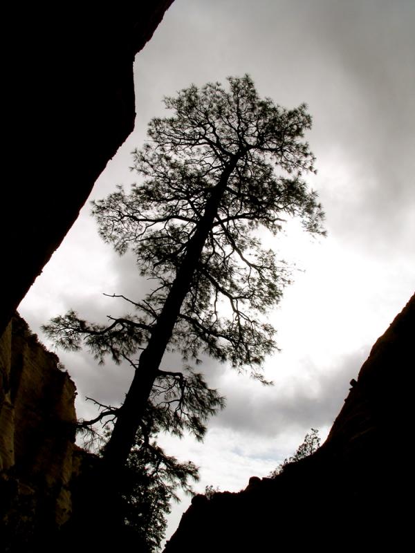 A tree in the canyon, Santa Fe, New Mexico, 2003