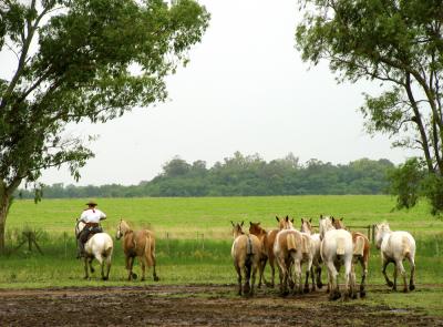 Gaucho roundup, Estancia Santa Susana, Argentina, 2002