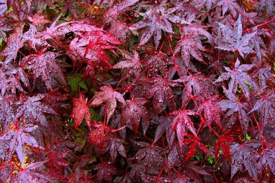 Wet Leaves, Ipswich, Massachusetts, 2002