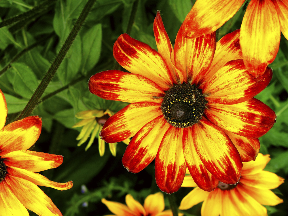 Sunflower, Anchorage, Alaska, 2002