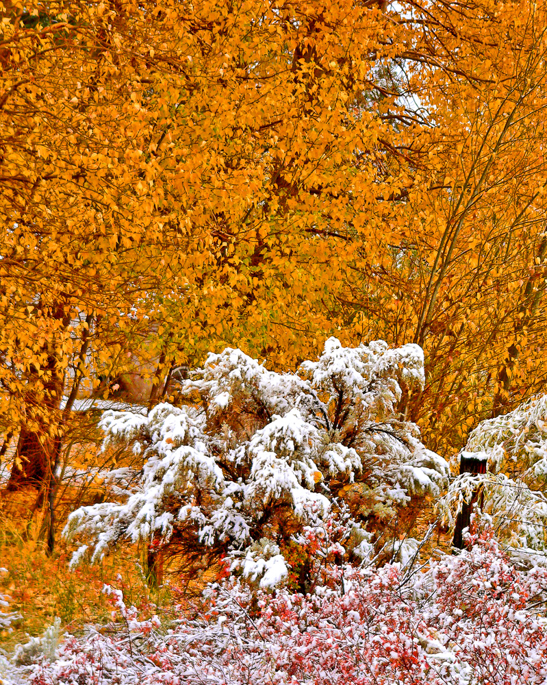 Yellow, Green, White and Red, Near Bridgeport, California, 2004