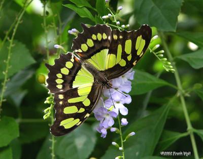 Green on Lavender.jpg