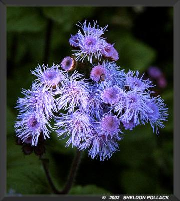 u11/pollackphoto/medium/7314907.Purpleflowers.jpg