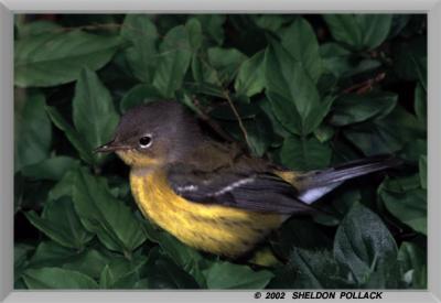 u11/pollackphoto/medium/7315415.magnoliawarbler2.jpg