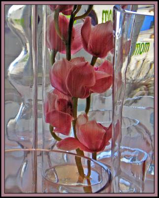 Orchids and Glass