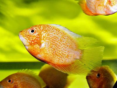 Red Severum