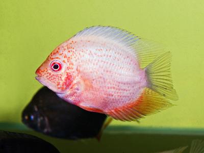 Red Severum