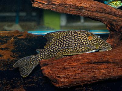 Columbian Spotted Pleco