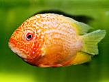 Red Severum