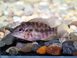 Brazilian Red Breasted Parrot Cichlid