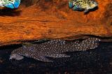 Peckoltia sp. L140