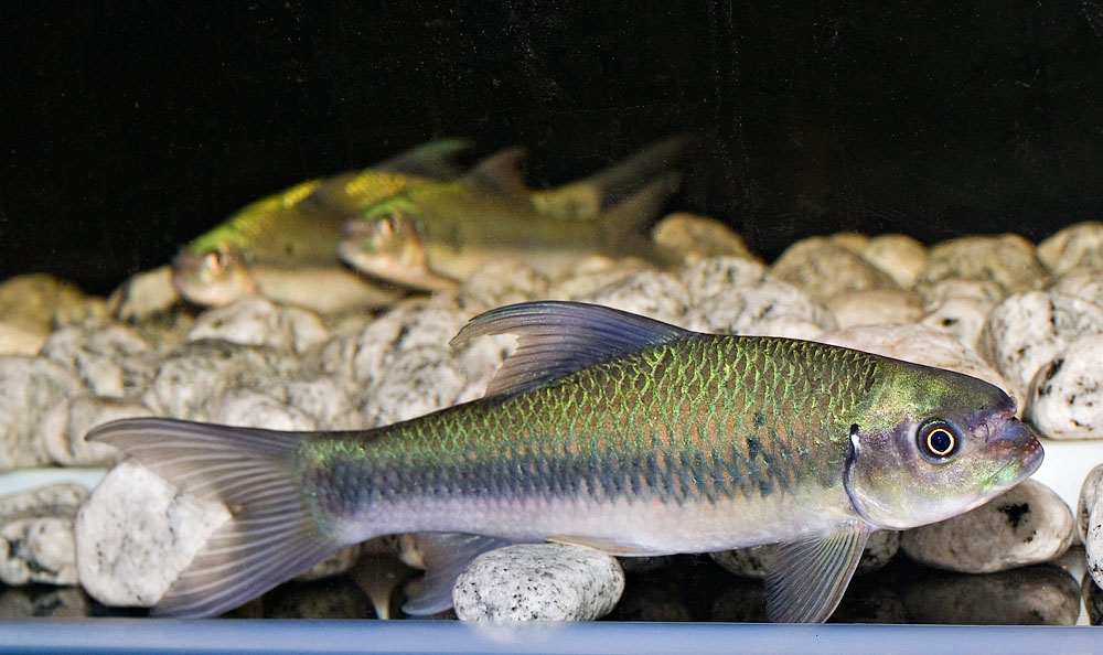 Hammerhead Carp