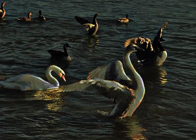 Water Birds