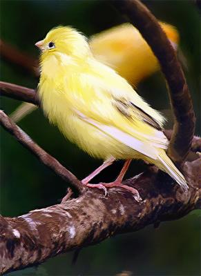 Canary