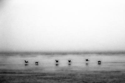 Line of ducks
