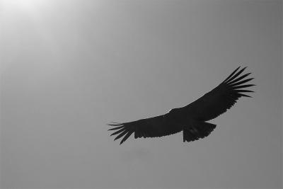 Condor grayscale.jpg