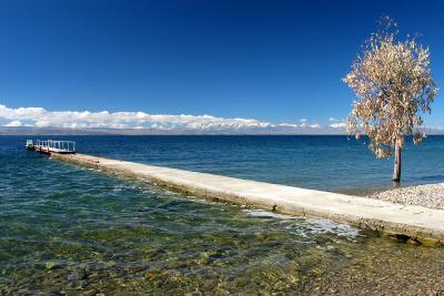 Titicaca tree.JPG