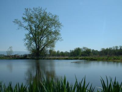 Whitman pond