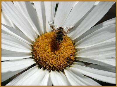 Bee
