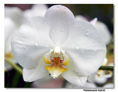 Orchid  3. Phalaenopsis hybrid