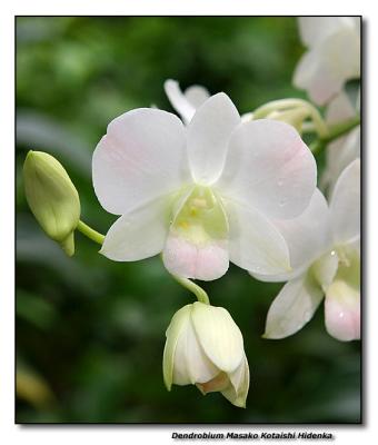 Orchid 5. Dendrobium Masako Kotaishi Hidenka