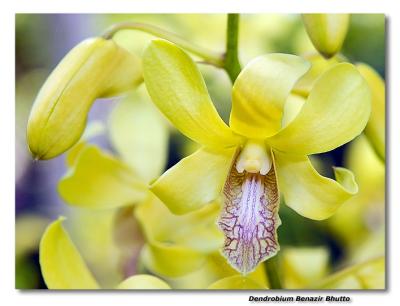 Orchid 28. Dendrobium Benazir Bhutto
