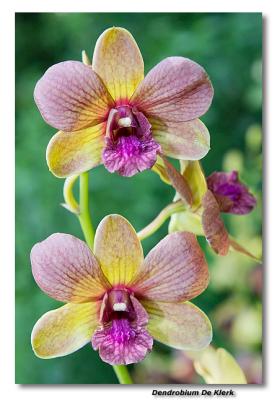 Orchid 29. Dendrobium De Klerk
